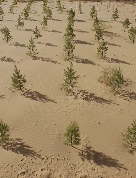 Ant Forest